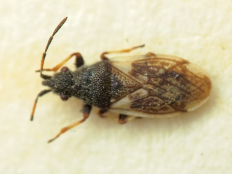 Macroplax preyssleri (Fieber, 1837)